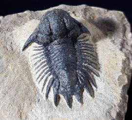 Acanthopyge (Lobopyge) bassei CHATTERTON & GIBB 2010 - Bild © FossNet FossilienStore